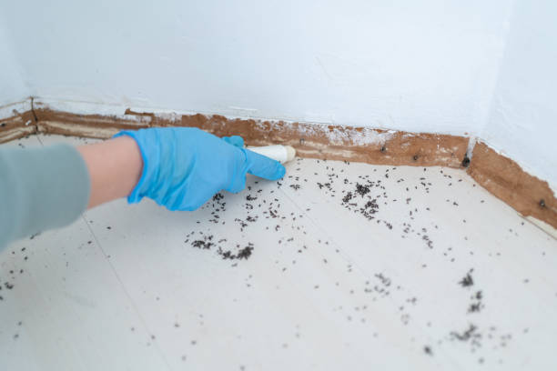 Best Local Pest Control Services  in Hannahs Mill, GA